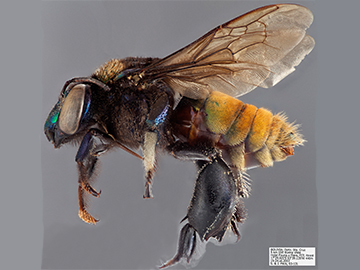 [Eufriesea superba male (lateral/side view) thumbnail]